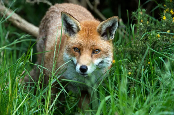 Red Fox — Stock Photo, Image