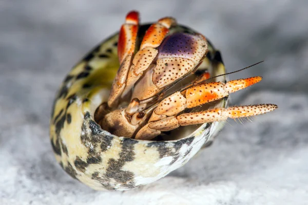 Hermit Crab — Stock Photo, Image