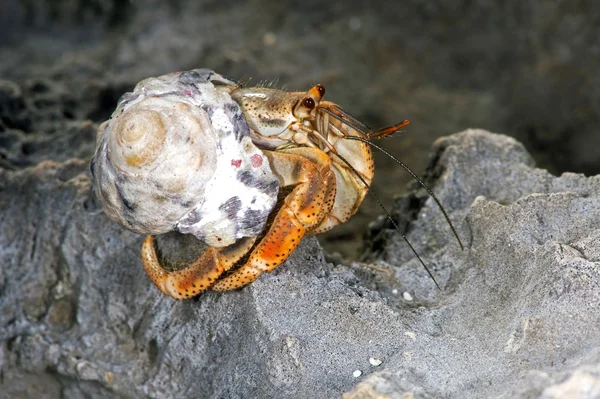 Cangrejo ermitaño — Foto de Stock