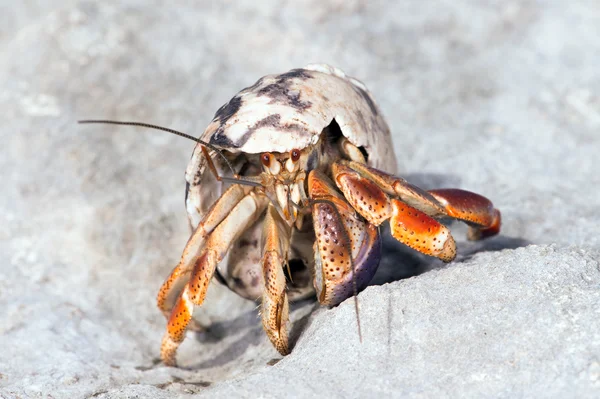 Heremietkreeften — Stockfoto