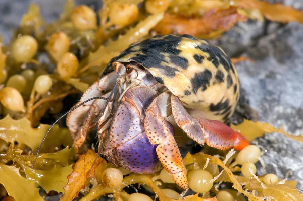 Hermit Crab — Stock Photo, Image