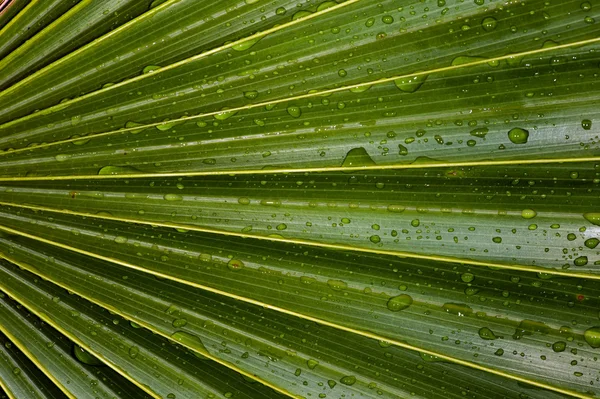 Folha de palma verde vívida molhada — Fotografia de Stock