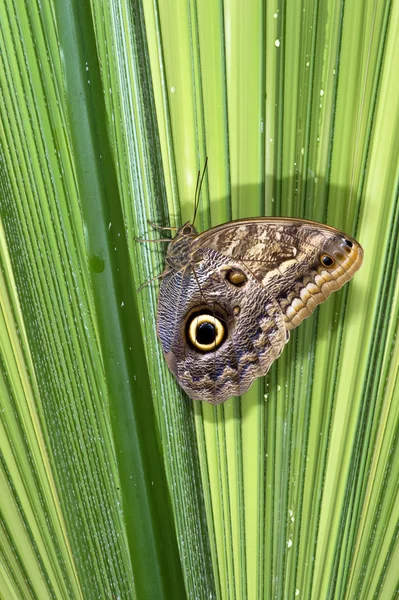 Farfalla Morpho blu — Foto Stock