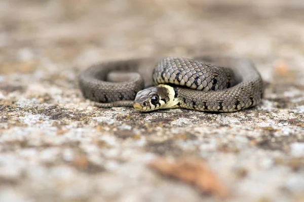 Ringelnatter — Stockfoto