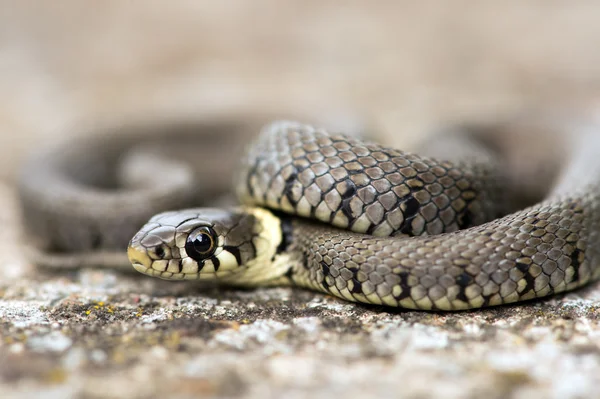 Grass Snake — Stock Photo, Image