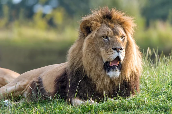 Lion — Stock Photo, Image