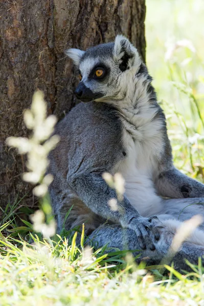 Prsten sledoval lemur — Stock fotografie