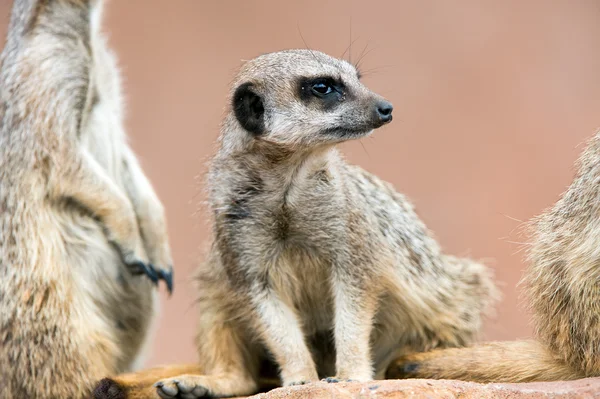 Meerkat. — Fotografia de Stock