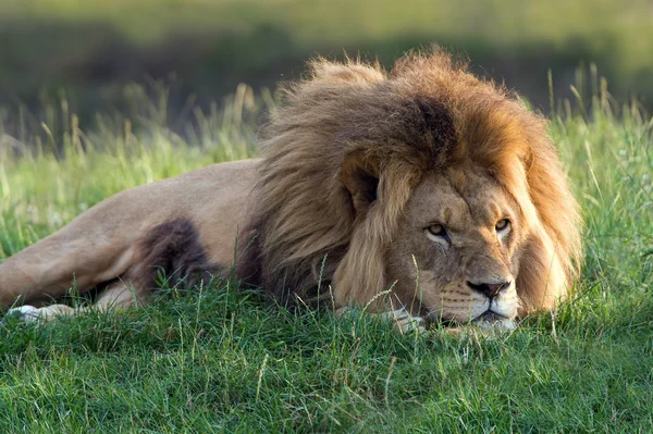 Lion — Stock Photo, Image