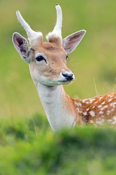 Damherten — Stockfoto