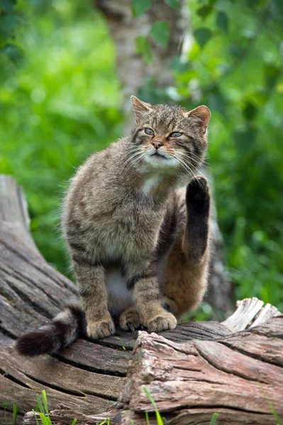 Gato selvagem escocês — Fotografia de Stock