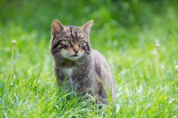 Gato selvagem escocês — Fotografia de Stock