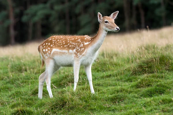 Damherten — Stockfoto