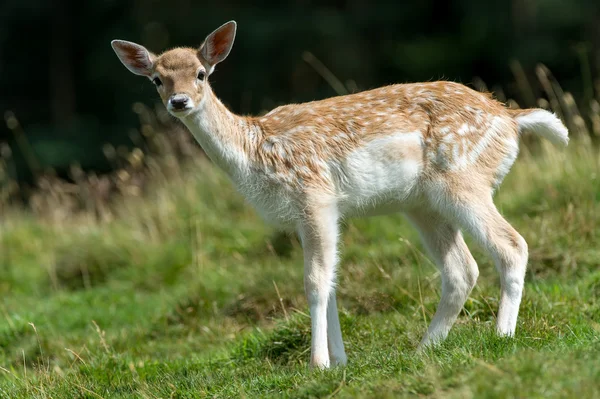 Fallow Deer — Stock Photo, Image