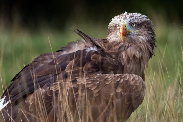 White Tailed Sea Eagle — Stock Photo, Image