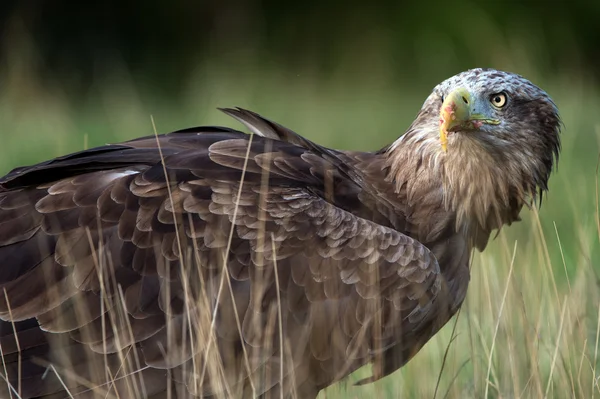 Aquila di mare coda bianca — Foto Stock