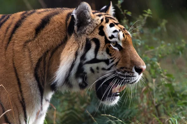 Tiger — Stockfoto