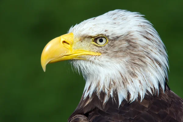 Aquila calva — Foto Stock