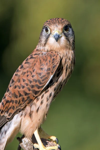 Kestrel. — Fotografia de Stock