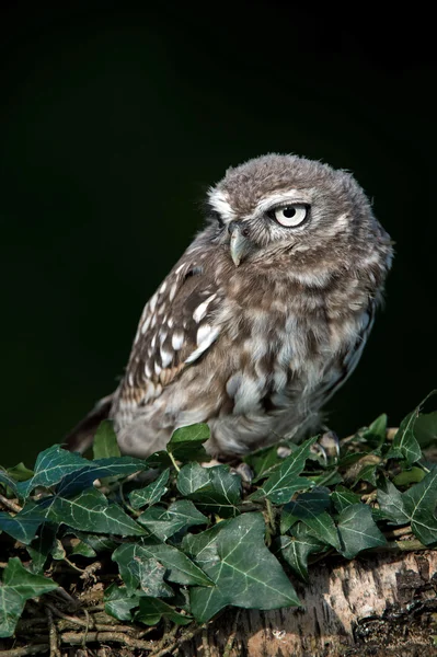 Little Owl — Stock Photo, Image