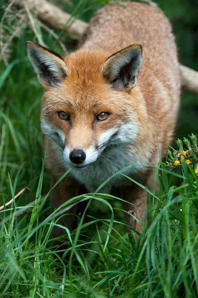 Rotfuchs — Stockfoto