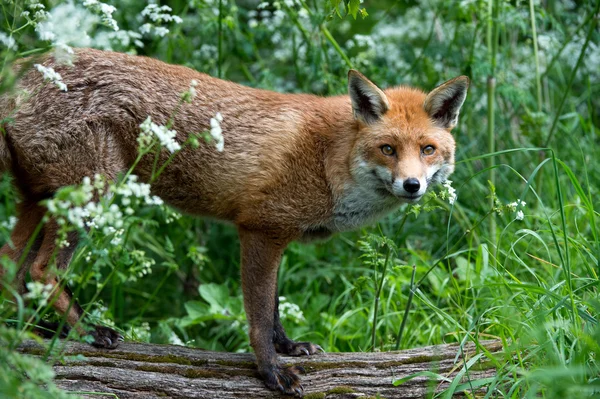 Röd räv — Stockfoto