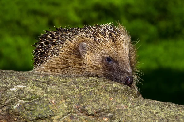 Hedgehog — Stock Photo, Image