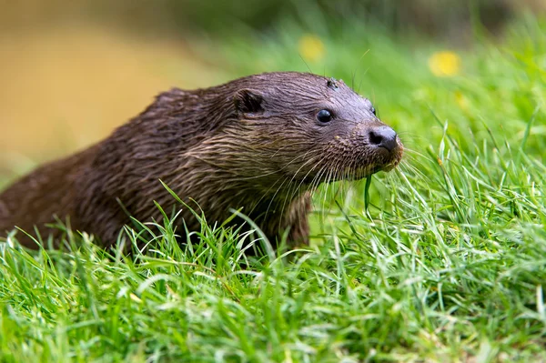 Otter — Stockfoto