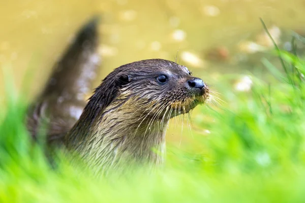 Fischotter — Stockfoto