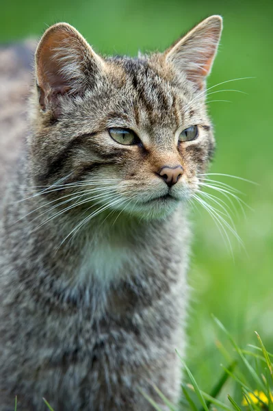 Wildcat escocés —  Fotos de Stock