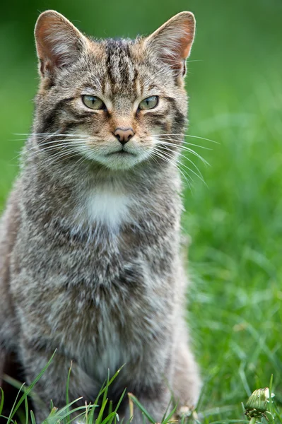 苏格兰野猫 — 图库照片