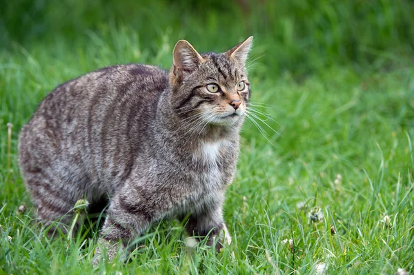 Schottische Wildkatze — Stockfoto