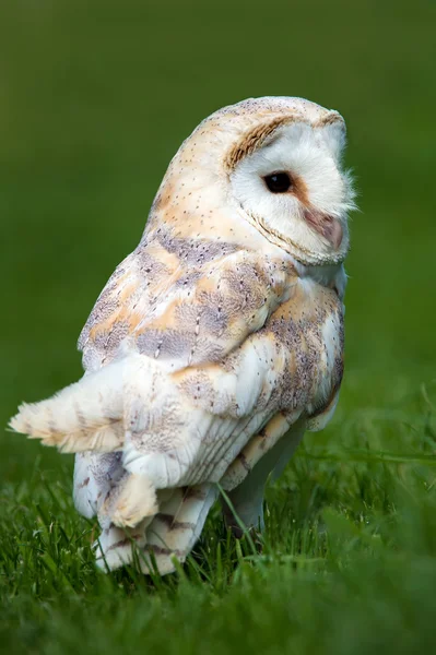 Barn Owl — Stock Photo, Image