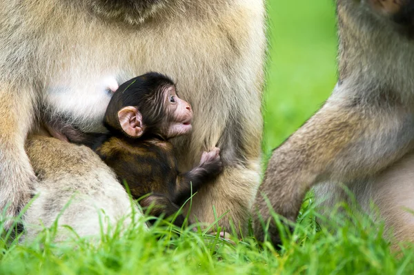 New born Baby Barbary Macaque — Stock Photo, Image