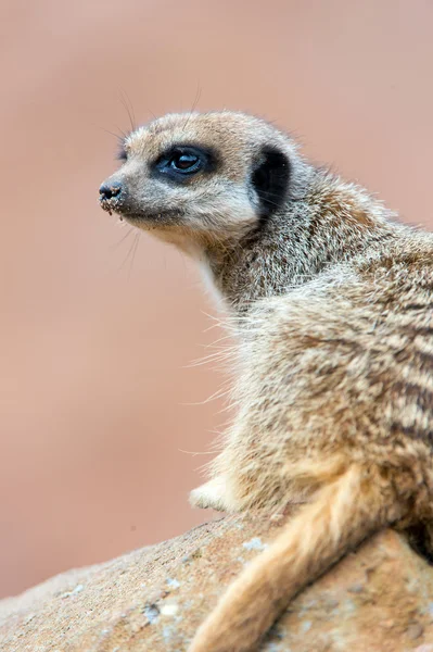 Meerkat. — Fotografia de Stock