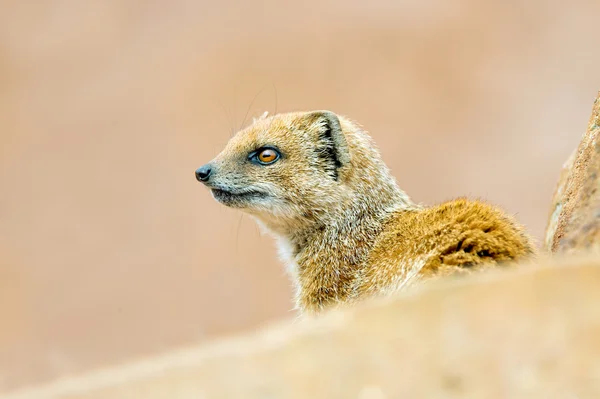 Gul mongoose — Stockfoto