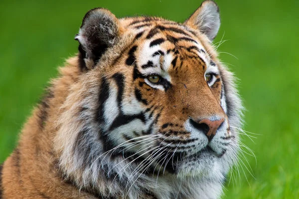 Tiger — Stockfoto