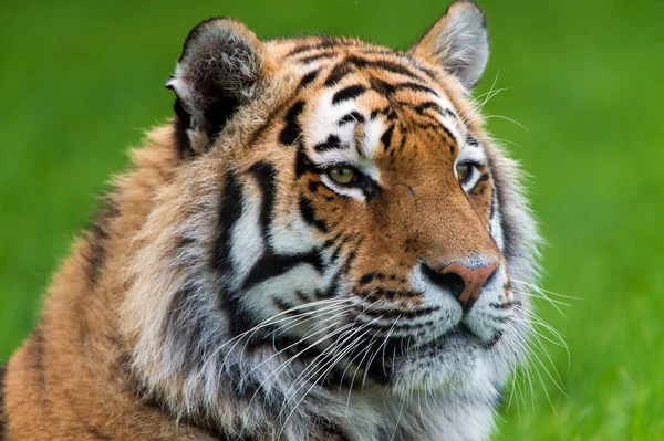 Tiger — Stock Photo, Image