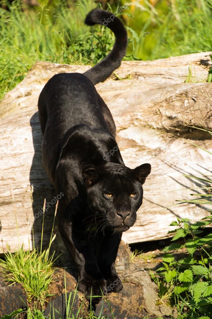 Black Jaguar Stock Photo By C Davemhuntphoto