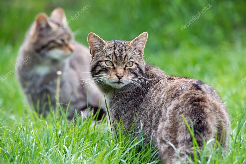 Wildcat Skotlandia Stok Foto Wildcat Skotlandia Gambar Bebas Royalti Depositphotos