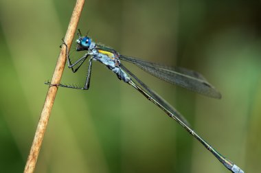 Zümrüt kuyruklu kızböcekleri