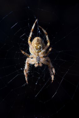 Ortak Orb Weaver örümcek