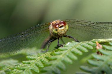 Common Darter Dragonfly