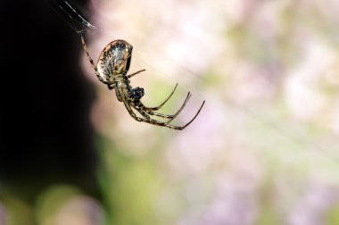 Ortak Orb Weaver örümcek