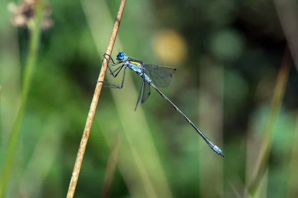 Emerald Tailed Damselfly — Stock Photo, Image