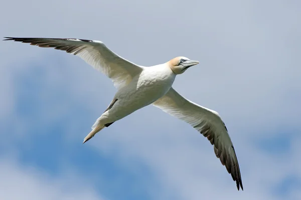 Gannet — Stock fotografie