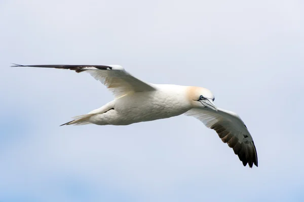 Gannet — Stock fotografie