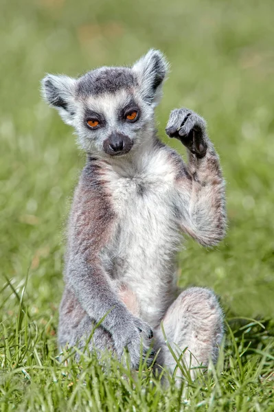 Baby ringstaartmaki — Stockfoto