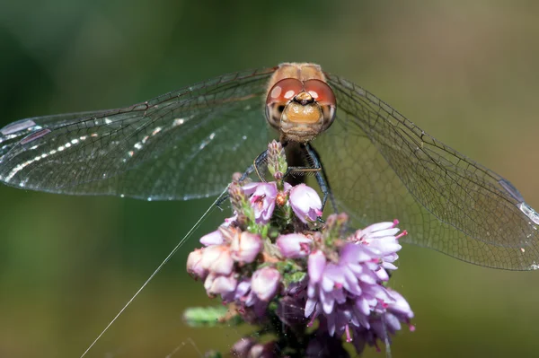 Common Darter Dragonfly — Stock Photo, Image