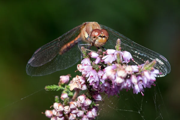 Common Darter Dragonfly — Stock Photo, Image